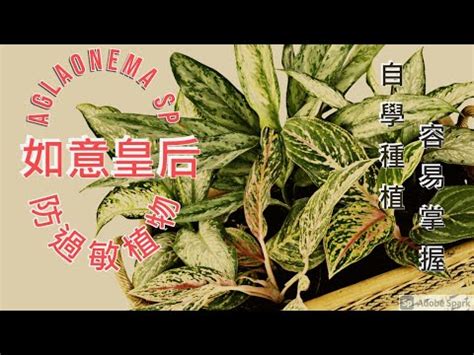 如意種植|一顆如意皇后怎麼繁殖，如意皇后的繁殖方法（分株/播種）